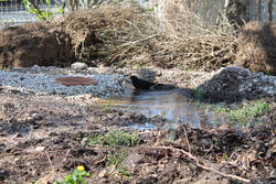 Amsel im Sumpfbeet