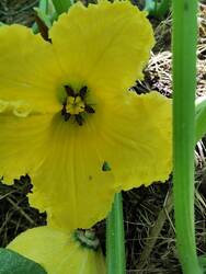 Ran an die Kürbisblüte.jpg
