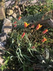 Ganz zarte kleinblütige Tulpen im Vorgarten.