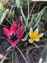 IMG_6188.jpeg (329.46 KiB) 7372 mal betrachtet Tolle Farben gibt es zu sehen