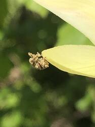 IMG_6173.jpeg (180.2 KiB) 7371 mal betrachtet Ein Rüsselkäfer bei der Morgentoilette.