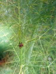 wilder Fenchel