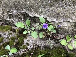 IMG_6215.jpeg (389.71 KiB) 15474 mal betrachtet Hainveilchen, Ruprechtskraut und orangefarbenes Habichtskraut