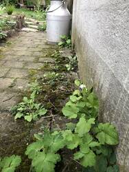 IMG_6210.jpeg (390.34 KiB) 15473 mal betrachtet Viel Vielfalt