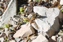 Schwebfliege