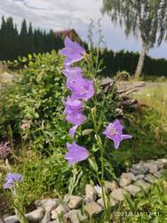 Pfirsichblättrige Glockenblume