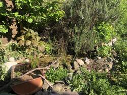 Teich und Erweiterung im Schweinetrog.