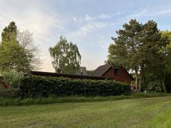 Rechts neben unserem Haus befindet sich die große Kiefer, dahinter im Grundstück eine Birke sowie die 20m lange und 2,5m hohe alte Rotbuchenhecke.