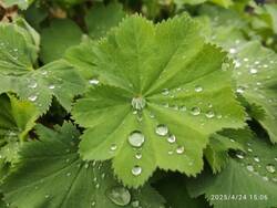 IMG_20250424_150631.jpg