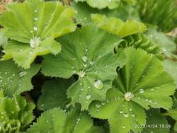 IMG_20250424_150613.jpg