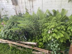IMG_3523.jpeg