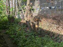 IMG_3552.jpeg