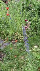IMG_6603.jpeg