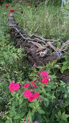 IMG_7181.jpeg