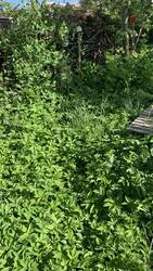 IMG_8962.jpeg