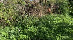 IMG_8961.jpeg