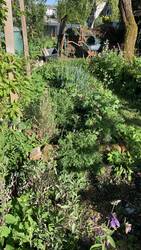 IMG_8972.jpeg