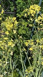 IMG_8948.jpeg