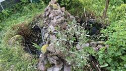 2 Becken mit Blutweiderich und Schachtelhalm, dazwischen ein Steinhaufen- die ringelnatter ist gerne dort, in den Teichen sind rotbauchmolche