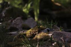 9A13229F-D310-4A02-99C9-6C81E68CA085.jpeg