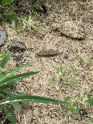 IMG_9125.jpeg
