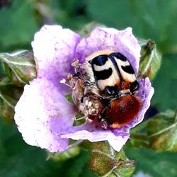 Die Brombeeren blühen und ich habe schon mehrere Gebänderte Pinselkäfer entdeckt.