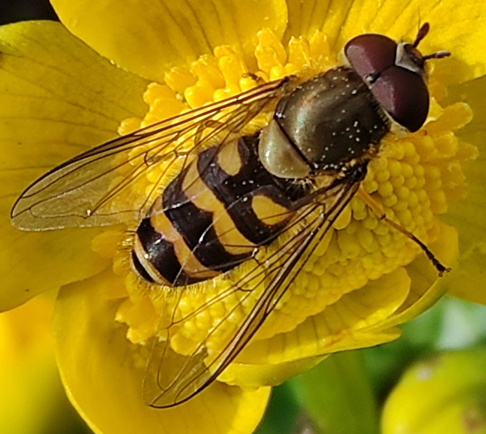 Syrphus ribesii.jpg