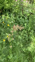 IMG_9178.jpeg