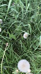 IMG_9151.jpeg