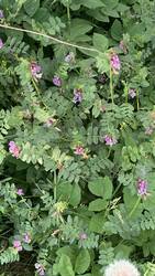 IMG_9140.jpeg