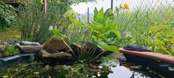 Sumpfdotterblume im kleinen Hochteich am Trockenbeet - Hotspot