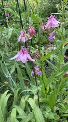 IMG_9214.jpeg