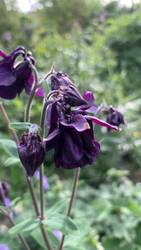IMG_9219.jpeg