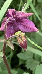 IMG_9229.jpeg
