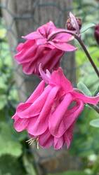 IMG_9237.jpeg