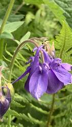 IMG_9230.jpeg