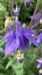 IMG_9241.jpeg