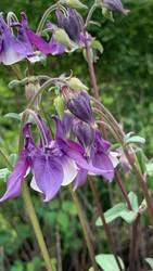 IMG_9242.jpeg
