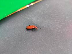 IMG_20250516_162225.jpg