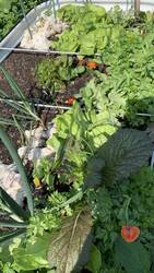 IMG_9276.jpeg