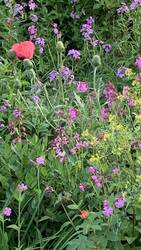 IMG_9310.jpeg