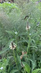 IMG_9307.jpeg