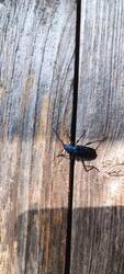Blauvioletter Scheibenbock?