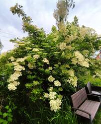 IMG_20250604_092517.jpg