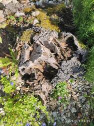 IMG_20250606_122955.jpg