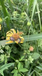 IMG_9354.jpeg