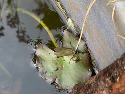 IMG_9333.jpeg