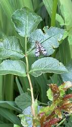 IMG_9325.jpeg