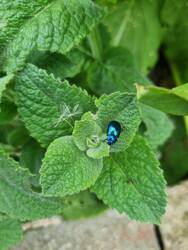 Blauer Minzenblattkäfer