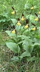 IMG_9375.jpeg